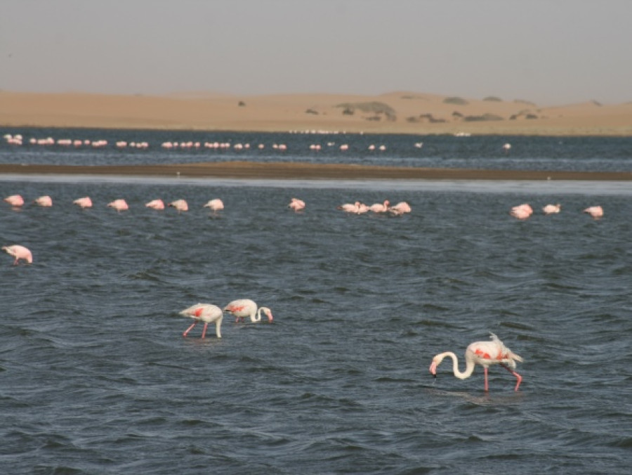 Flamingo's bij de kust
