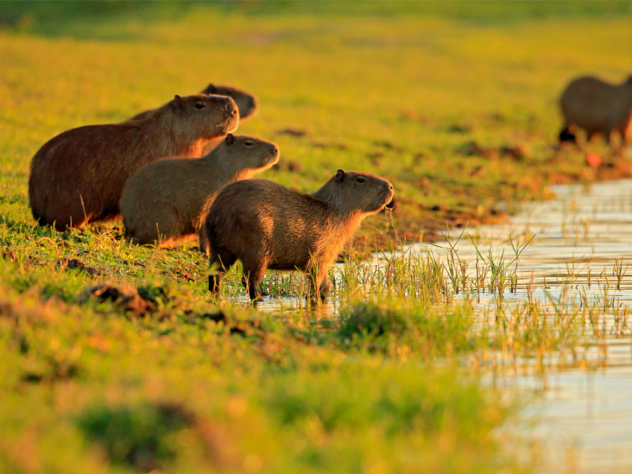 Capibara familie Pantanal