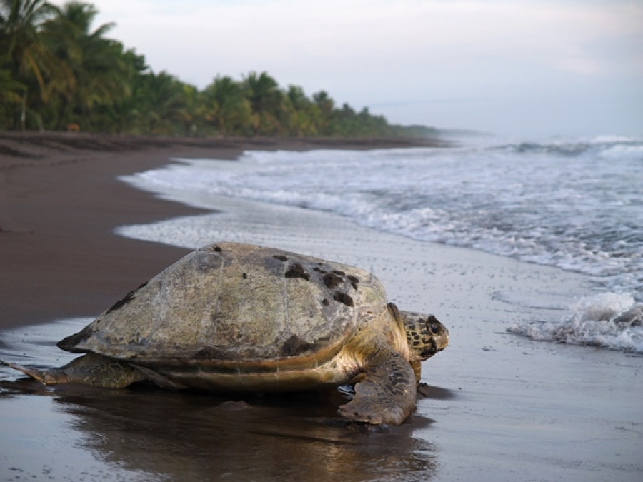 zeeschildpadden aan land