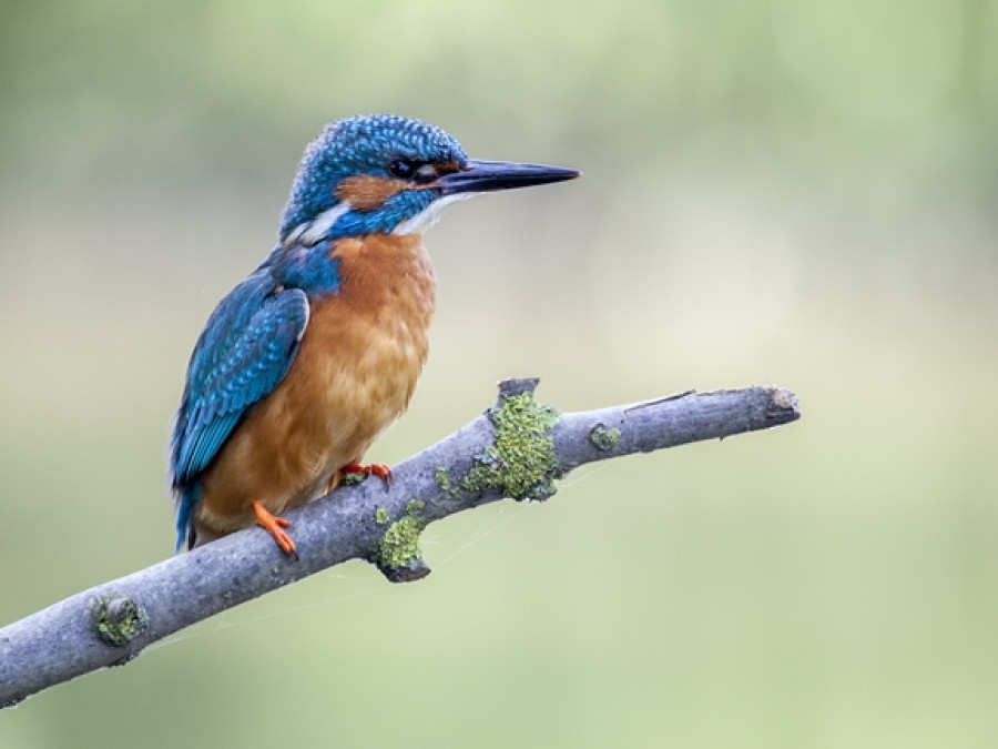 IJsvogel IJsvogel