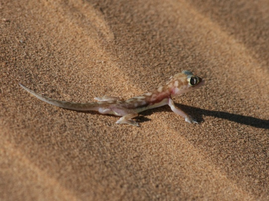 Woestijndieren Swakopmund