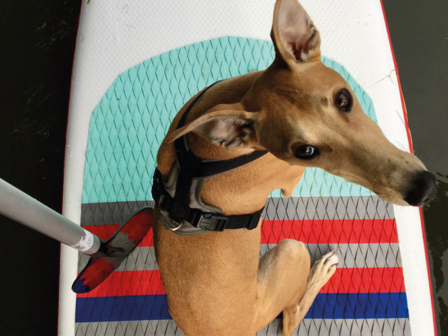 Sup hond Sup hond