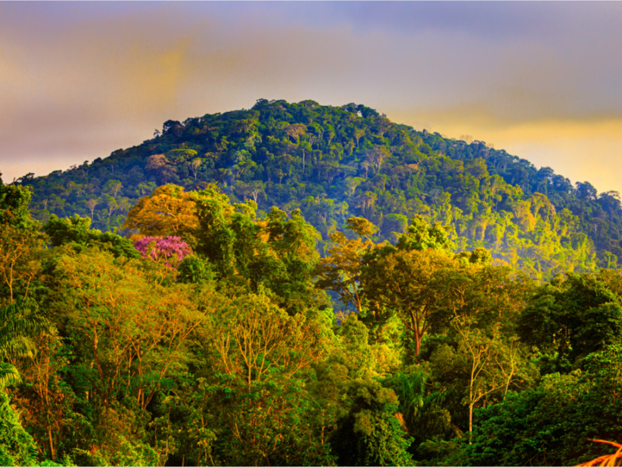 Regenwoud Suriname Regenwoud Suriname