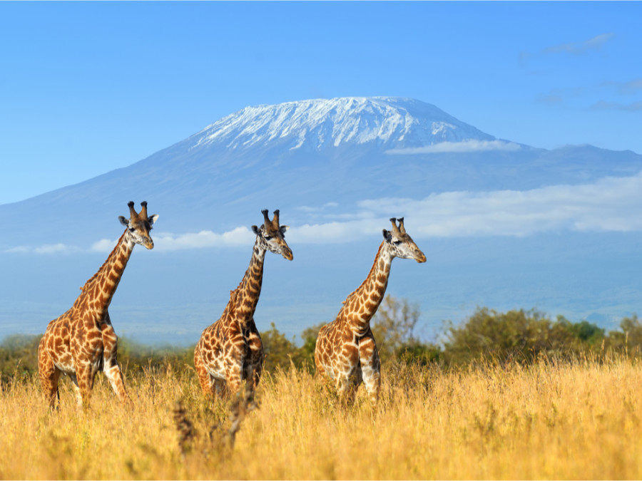 Kilimanjaro Kilimanjaro