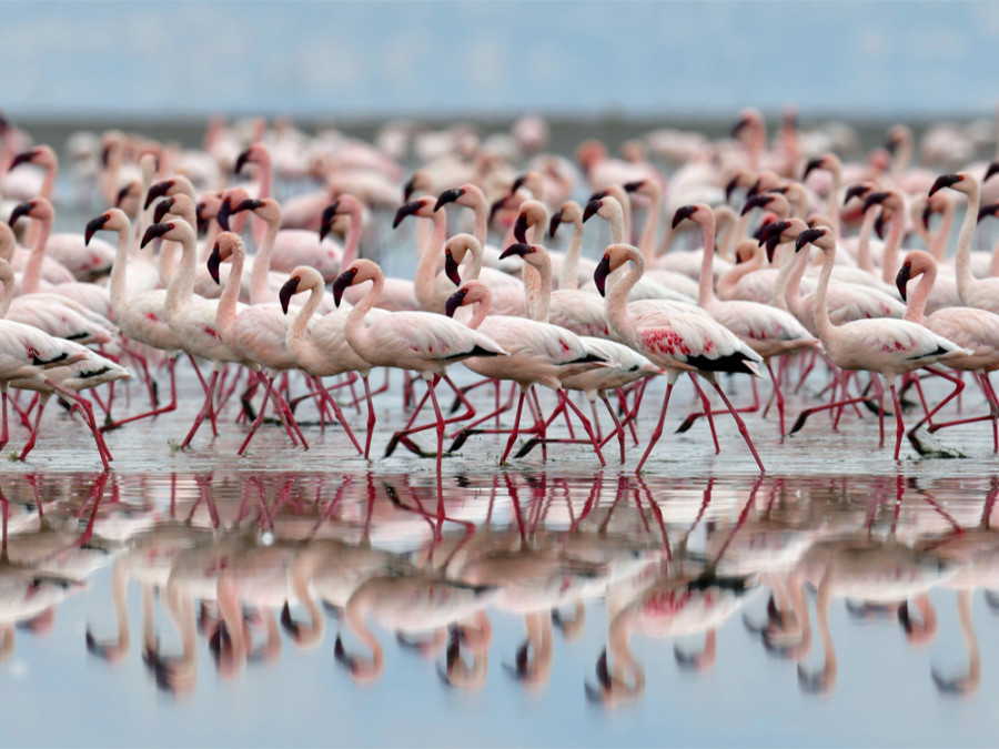 Natronmeer flamingo's