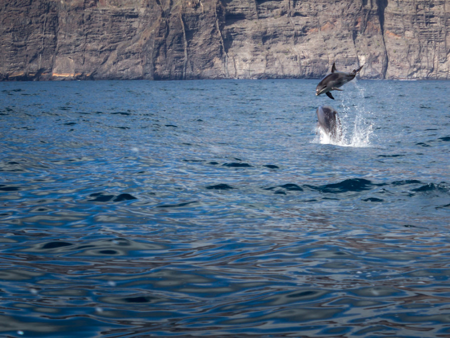 Dolfijnen bij Tenerife Dolfijnen bij Tenerife