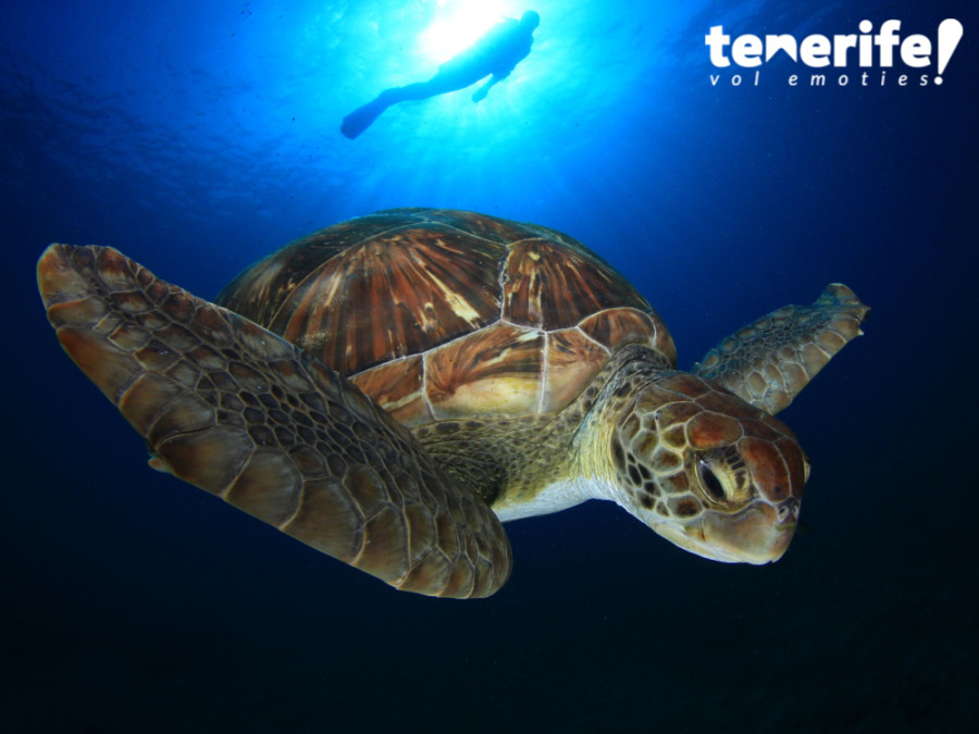 Duiken bij Tenerife Duiken bij Tenerife