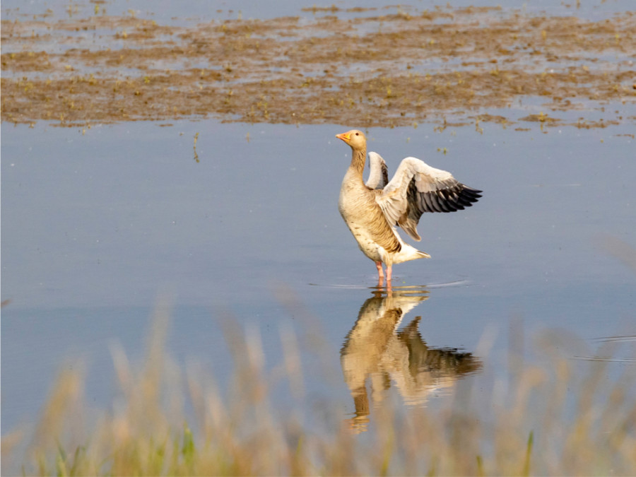 grauwe gans grauwe gans