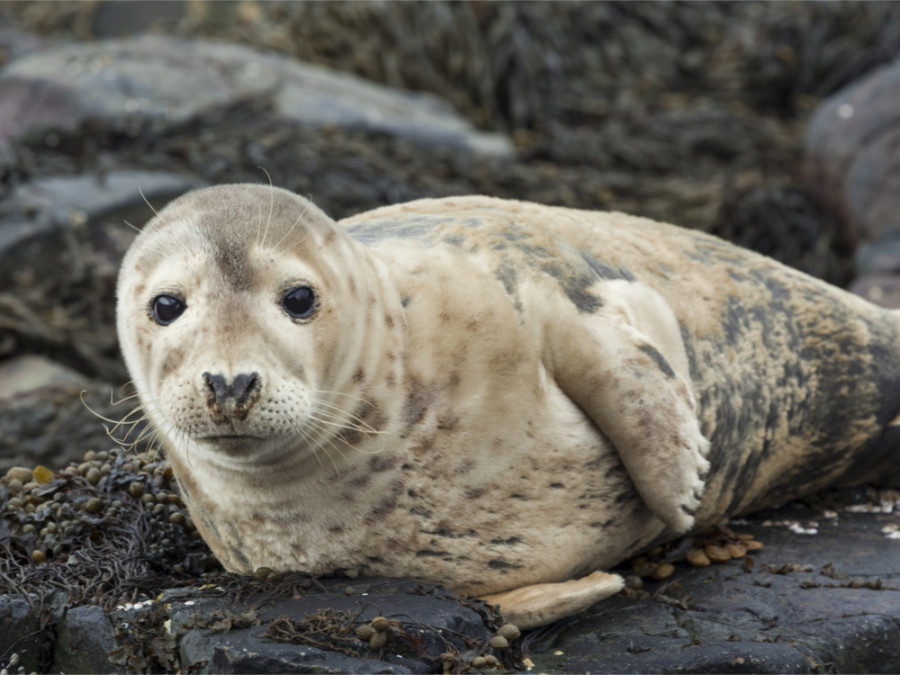 zeehond Farne zeehond Farne