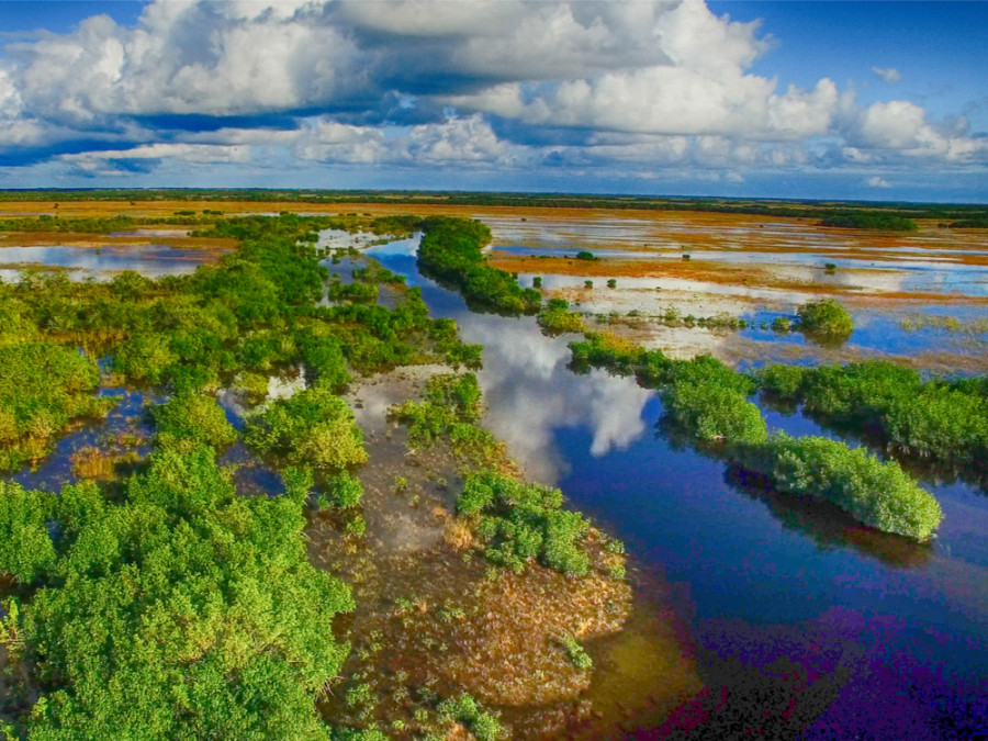Moerassen in de Everglades Moerassen in de Everglades