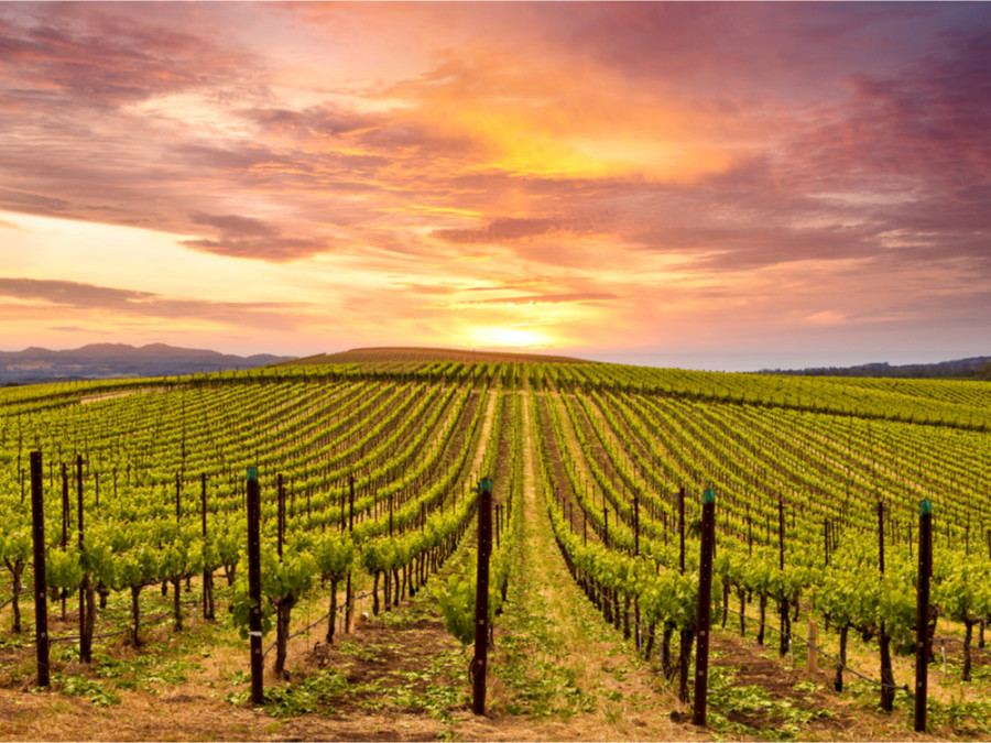 Napa Valley Amerika Napa Valley Amerika