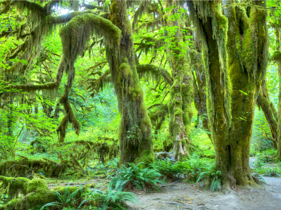 Natuur Washington State Natuur Washington State