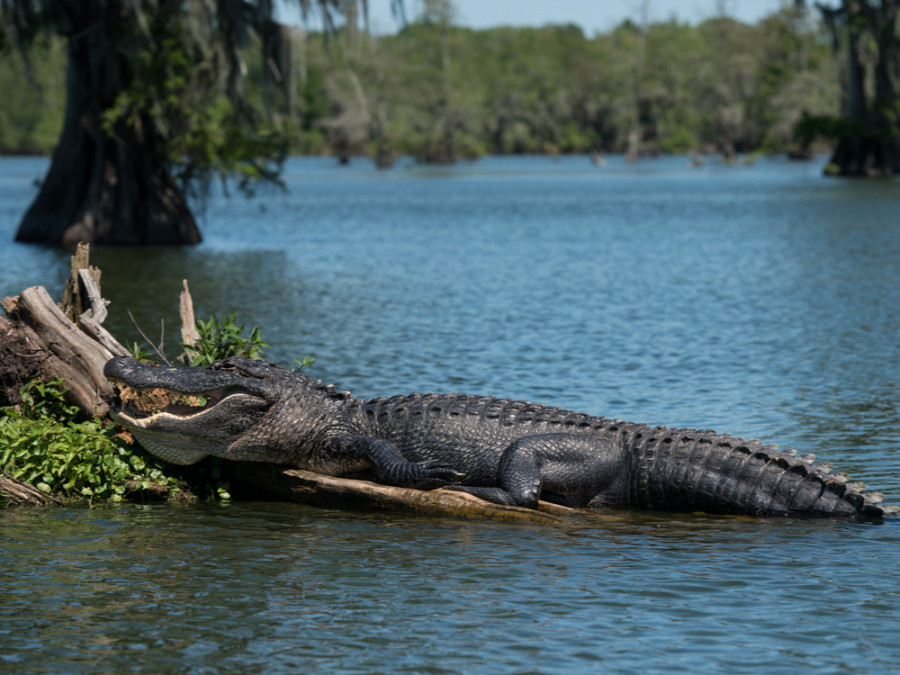 Atchafalaya Basin Atchafalaya Basin