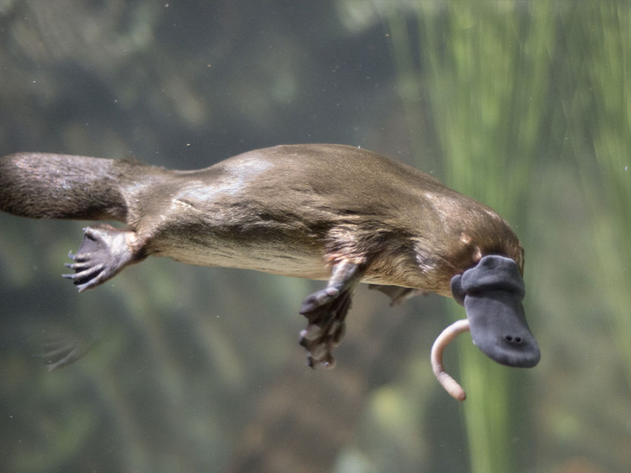 Vogelbekdier voedsel Vogelbekdier voedsel