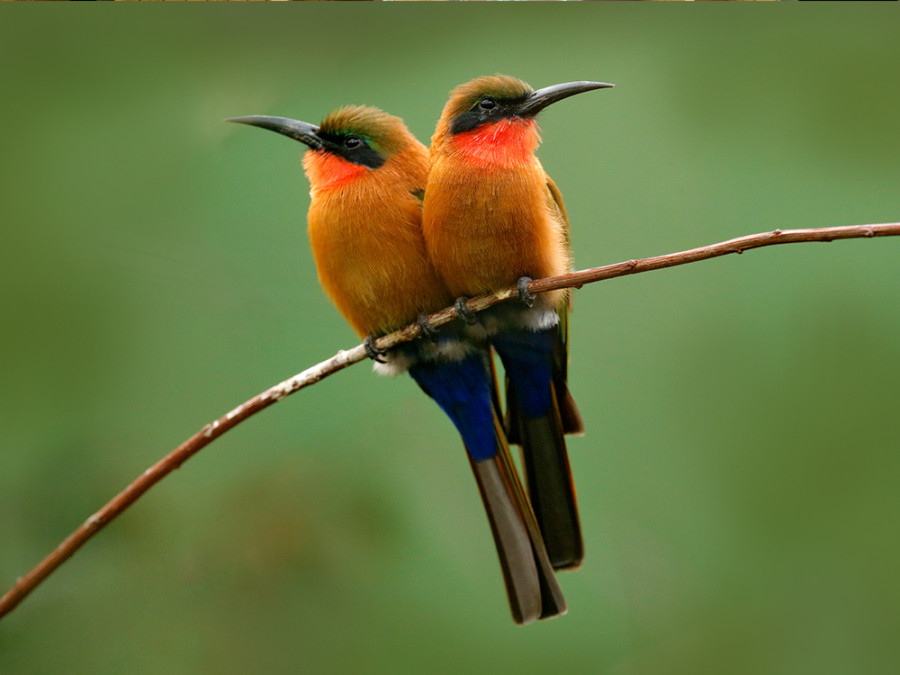 Tips vogelreis Gambia Tips vogelreis Gambia