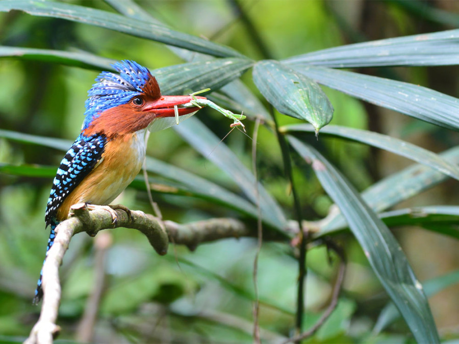 Dieren in Khao Yai Dieren in Khao Yai