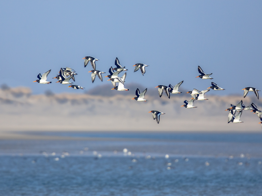 Vogels Waddenzee Vogels Waddenzee