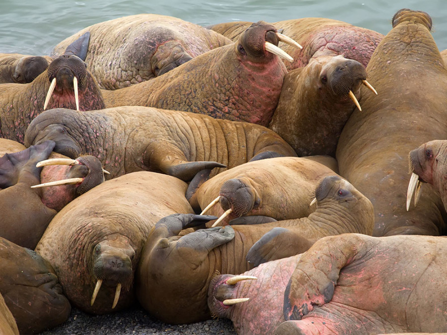 Walrus kudde Walrus kudde