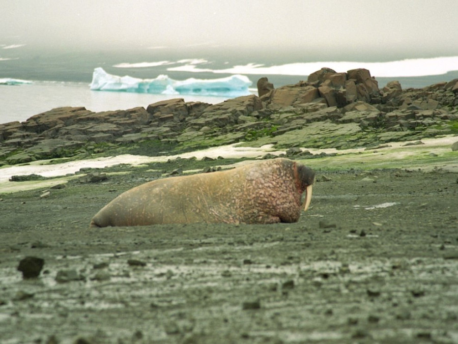 Walrus Walrus