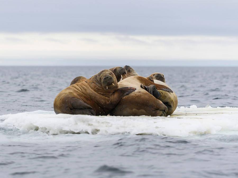 Walrus bedreigd