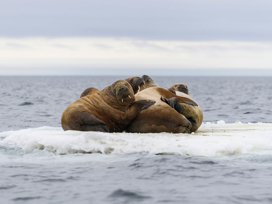Walrus bedreigd Walrus bedreigd