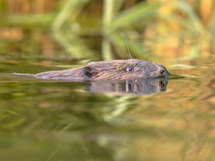 Bever in de Biesbosch Bever in de Biesbosch