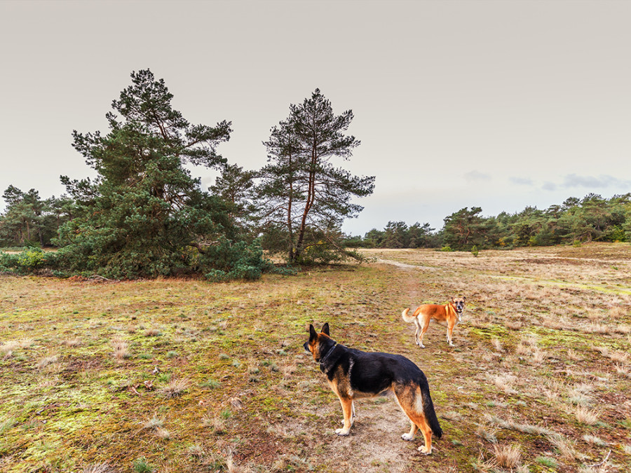 Wandelen Veluwe met hond Wandelen Veluwe met hond