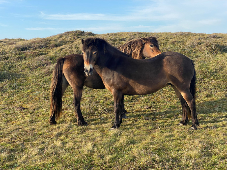 Wandeling Moksloot Wandeling Moksloot