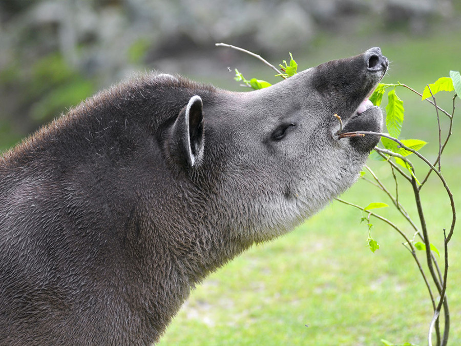 Wat eet een tapir