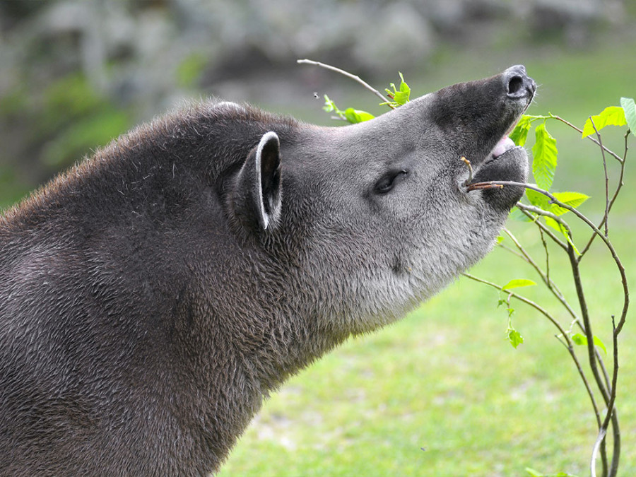 Wat eet een tapir Wat eet een tapir