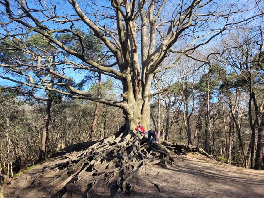 Wilbrinkbos wandeling Wilbrinkbos wandeling