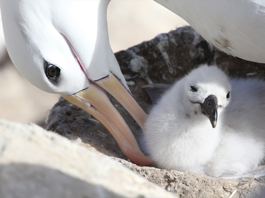 Albatrossen Falklandeilanden