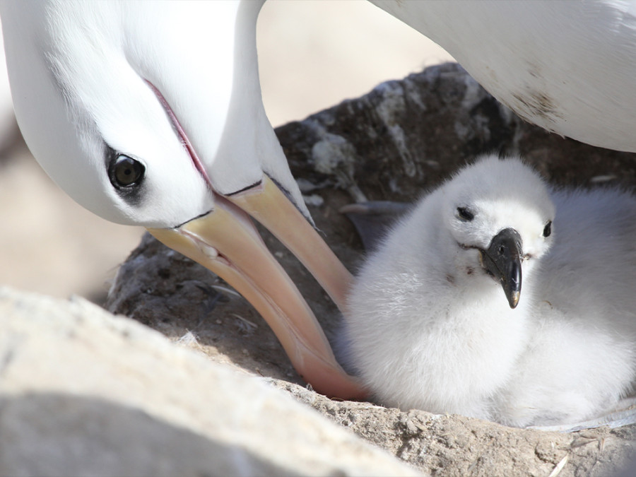 Albatrossen Falklandeilanden Albatrossen Falklandeilanden