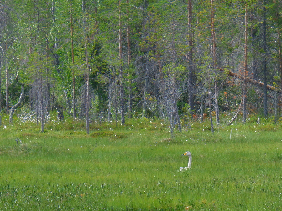 Wilde zwaan Taivalkoski Wilde zwaan Taivalkoski