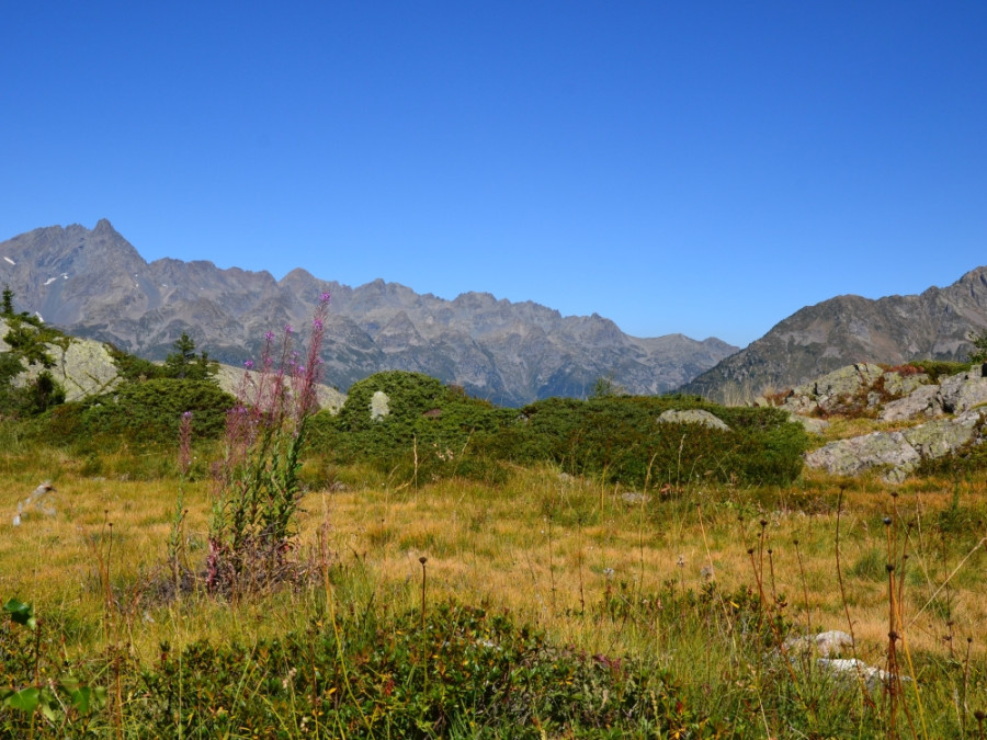 Wilgenroosje en natuur Vaujany Wilgenroosje en natuur Vaujany