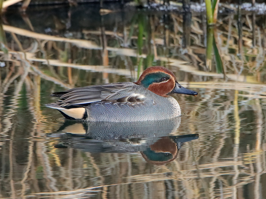 Wintertaling Wintertaling