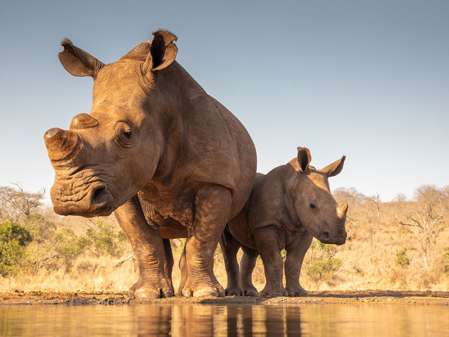 Afrikaanse neushoorns Afrikaanse neushoorns