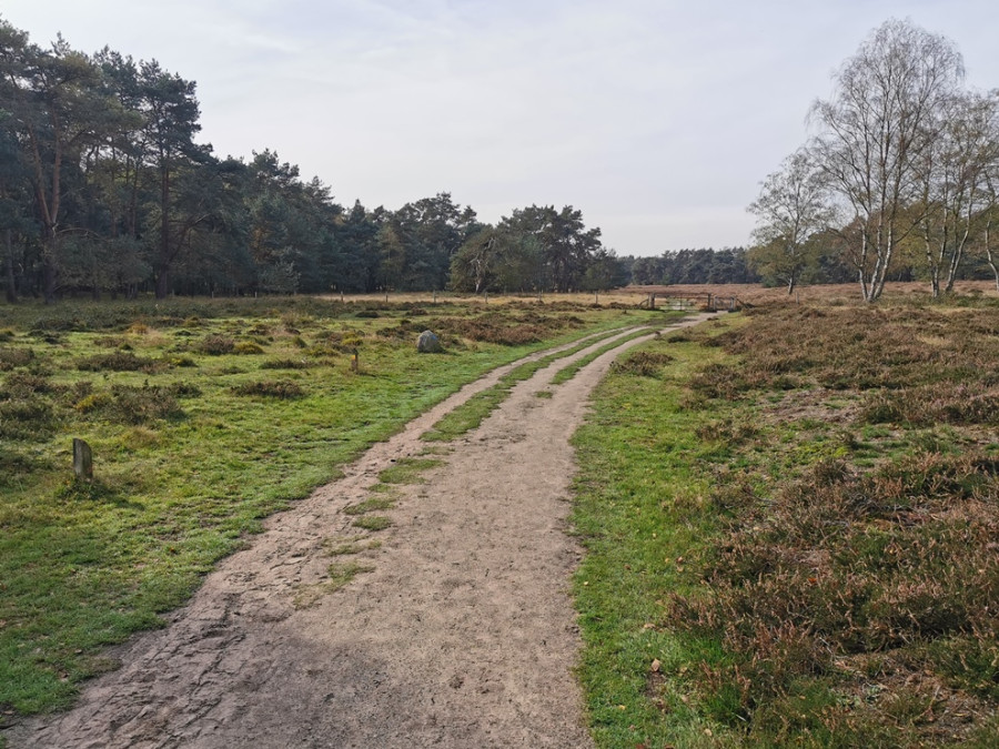 Bos in Wolfheze Bos in Wolfheze
