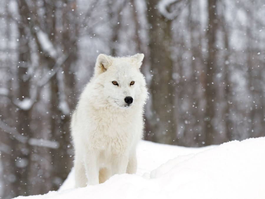 Arctische wolf in Canada