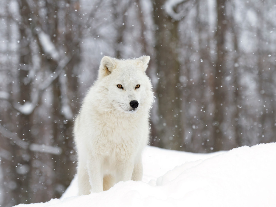 Arctische wolf in Canada Arctische wolf in Canada