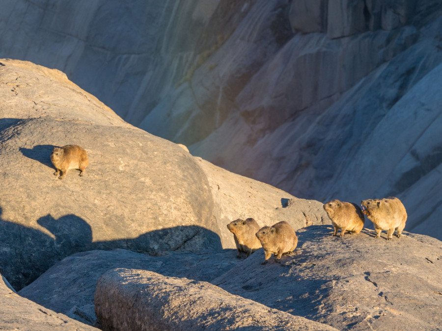 Kaapse klipdasse Kaapse klipdasse