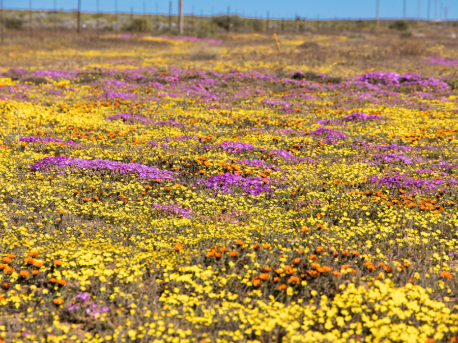 Bloemen Zuid-Afrika Bloemen Zuid-Afrika