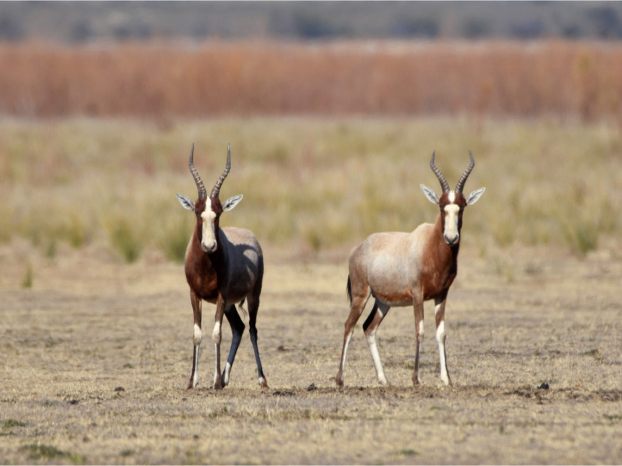 Blesbok antiloop Blesbok antiloop