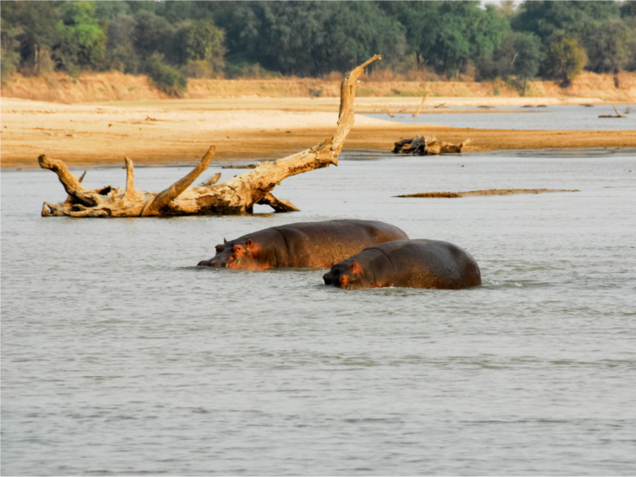 North Luangwa North Luangwa