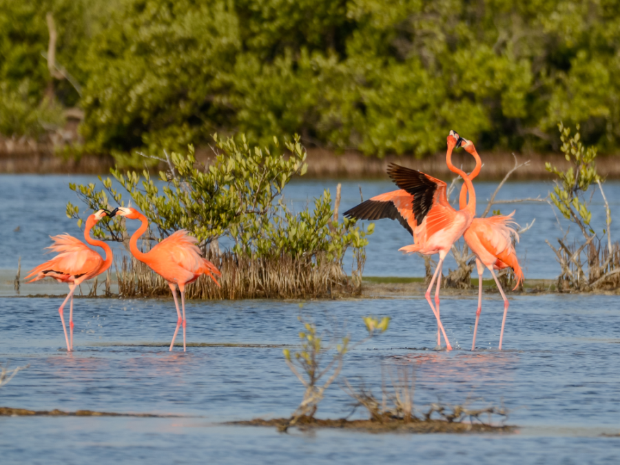 Natuur op Cuba Natuur op Cuba