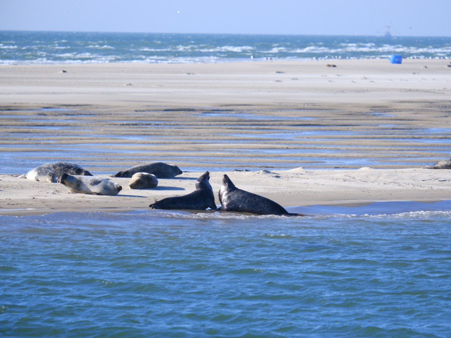 Wadlopen zeehonden