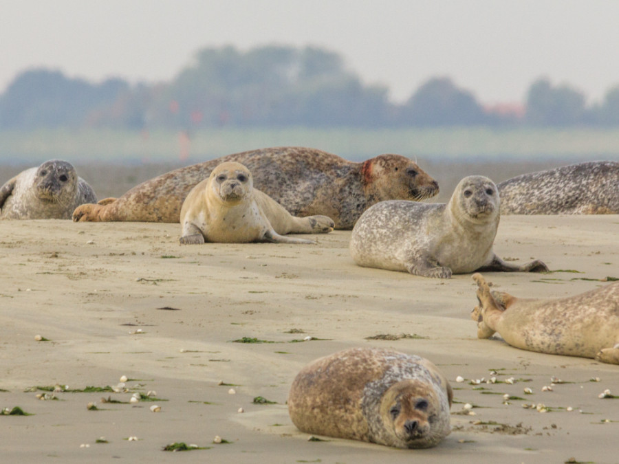 Zeehonden Zeeland Zeehonden Zeeland