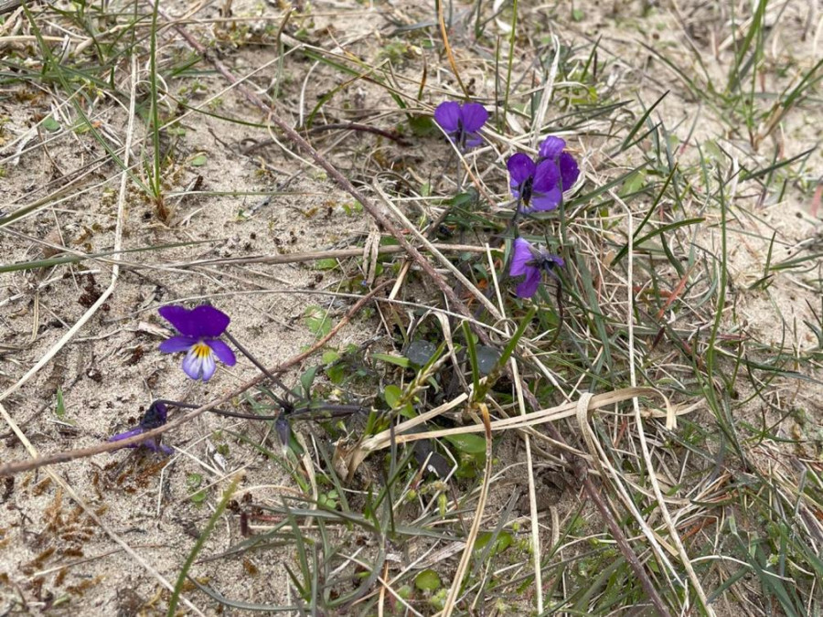 Viooltjes Viooltjes