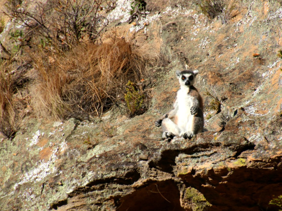 Dieren Isalo Madagaskar