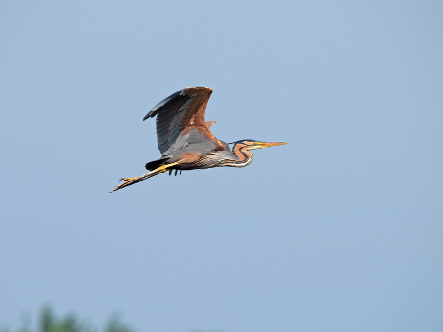 purperreiger zouweboezem purperreiger zouweboezem